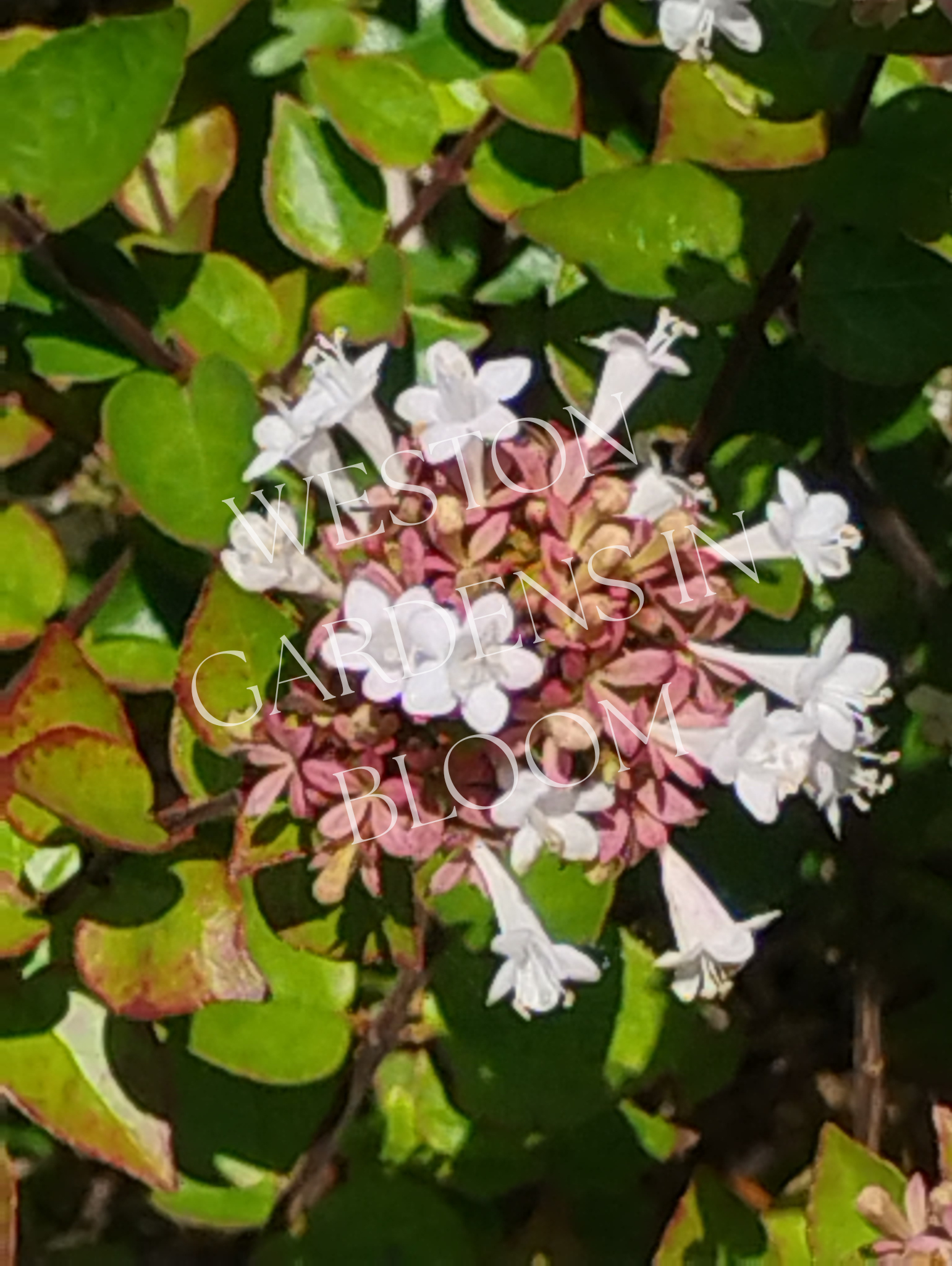 Plant Types — Weston Gardens